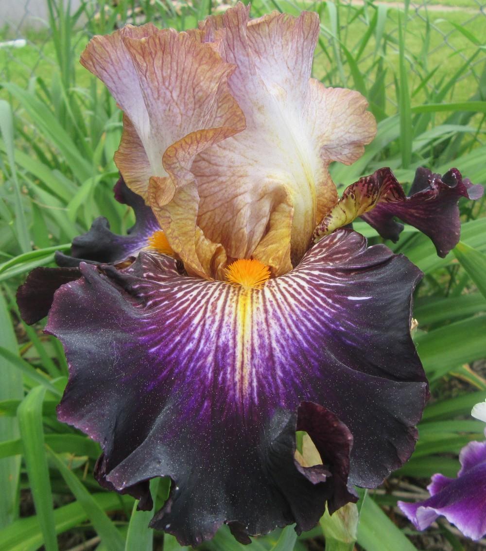 Photo of Tall Bearded Iris (Iris 'Mixed Signals') uploaded by tveguy3