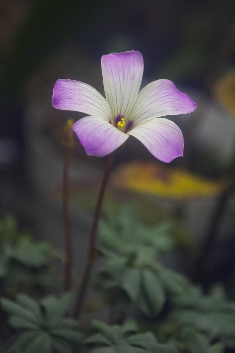 Photo of Pink Carpet Oxalis (Oxalis adenophylla) uploaded by AudreyDee