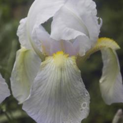 Location: Pennsylvania
Date: 2020-05-23
Iris germanica 'Florentina'