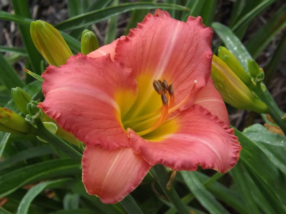 Photo of Daylily (Hemerocallis 'Farmer's Daughter') uploaded by Curlycollards