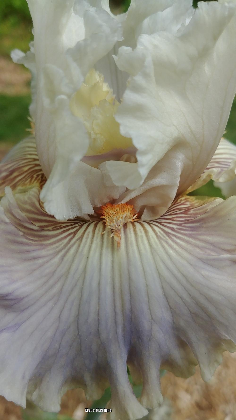 Photo of Tall Bearded Iris (Iris 'Ghost Writer') uploaded by ElyceC
