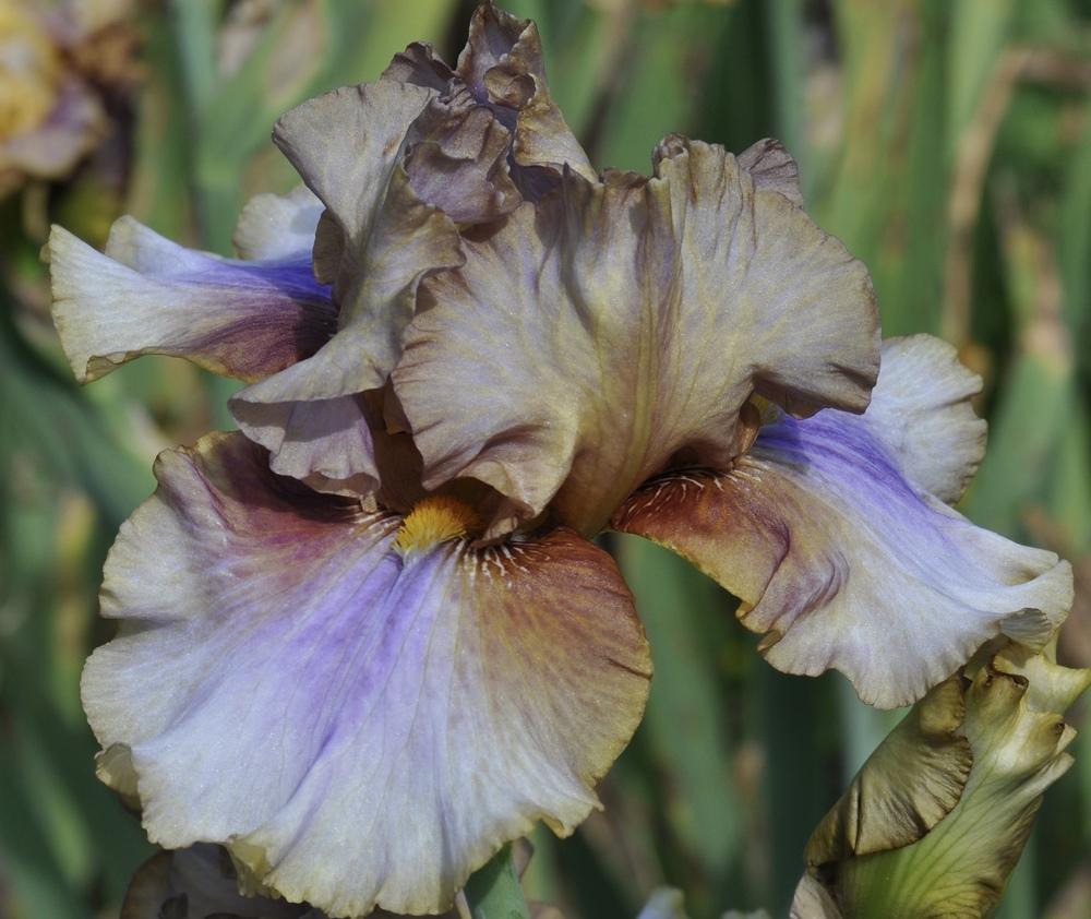 Photo of Tall Bearded Iris (Iris 'American Maid') uploaded by LewEm