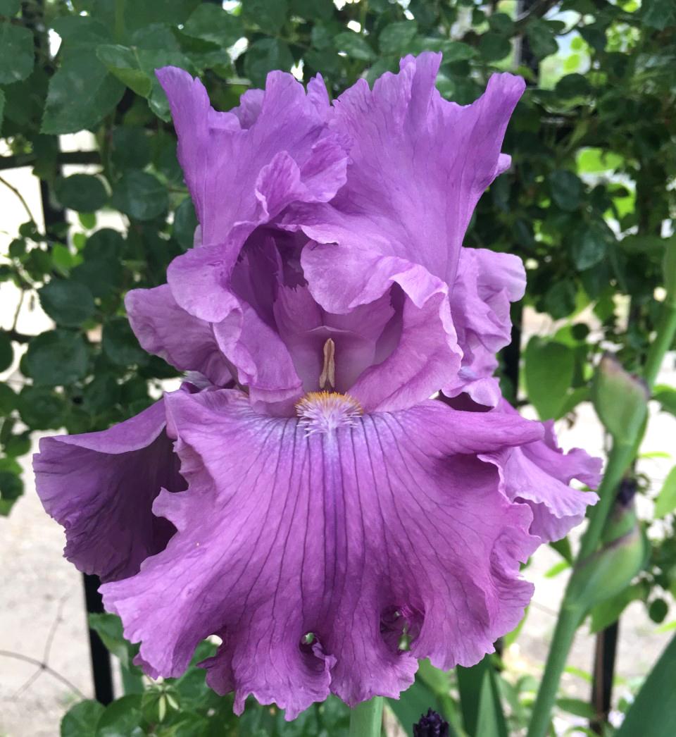 Photo of Tall Bearded Iris (Iris 'Rhinelander') uploaded by MaryDurtschi