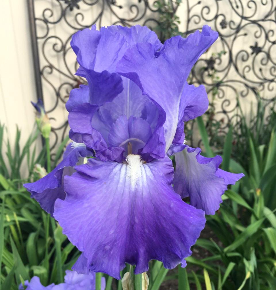 Photo of Tall Bearded Iris (Iris 'Victoria Falls') uploaded by MaryDurtschi