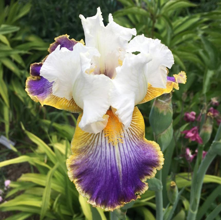 Photo of Tall Bearded Iris (Iris 'Wild Angel') uploaded by MaryDurtschi