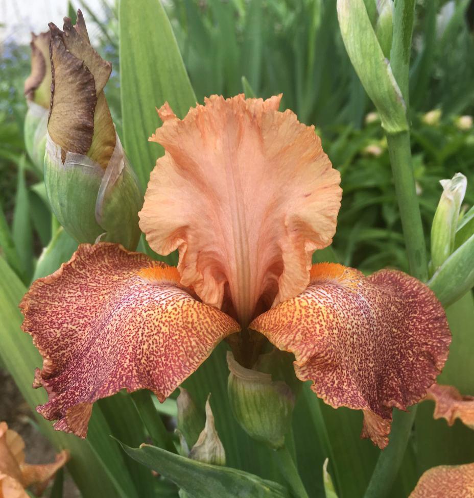 Photo of Tall Bearded Iris (Iris 'Tanzanian Tangerine') uploaded by MaryDurtschi