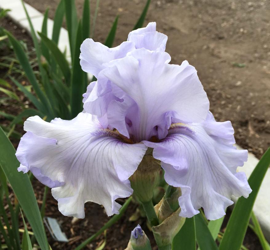 Photo of Tall Bearded Iris (Iris 'Silverado') uploaded by MaryDurtschi