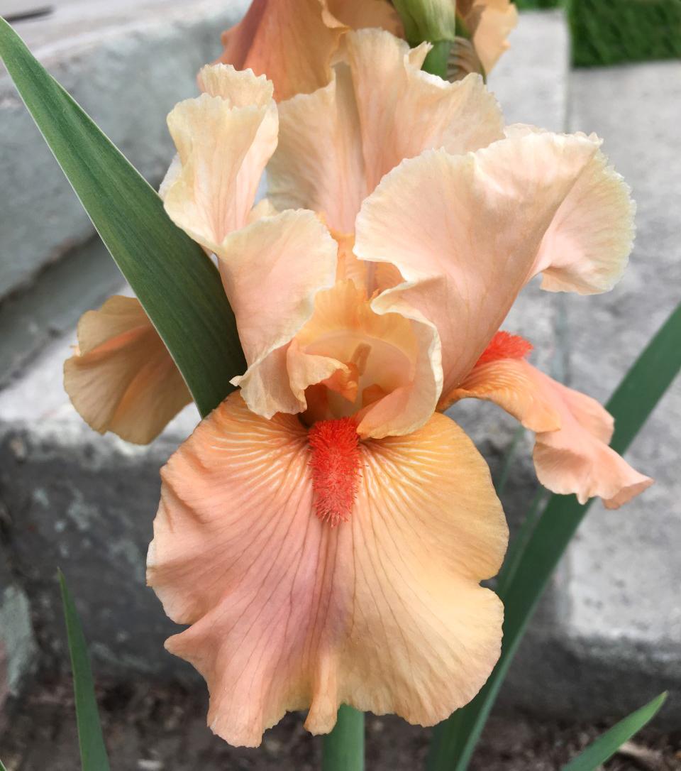 Photo of Tall Bearded Iris (Iris 'Coral Charm') uploaded by MaryDurtschi