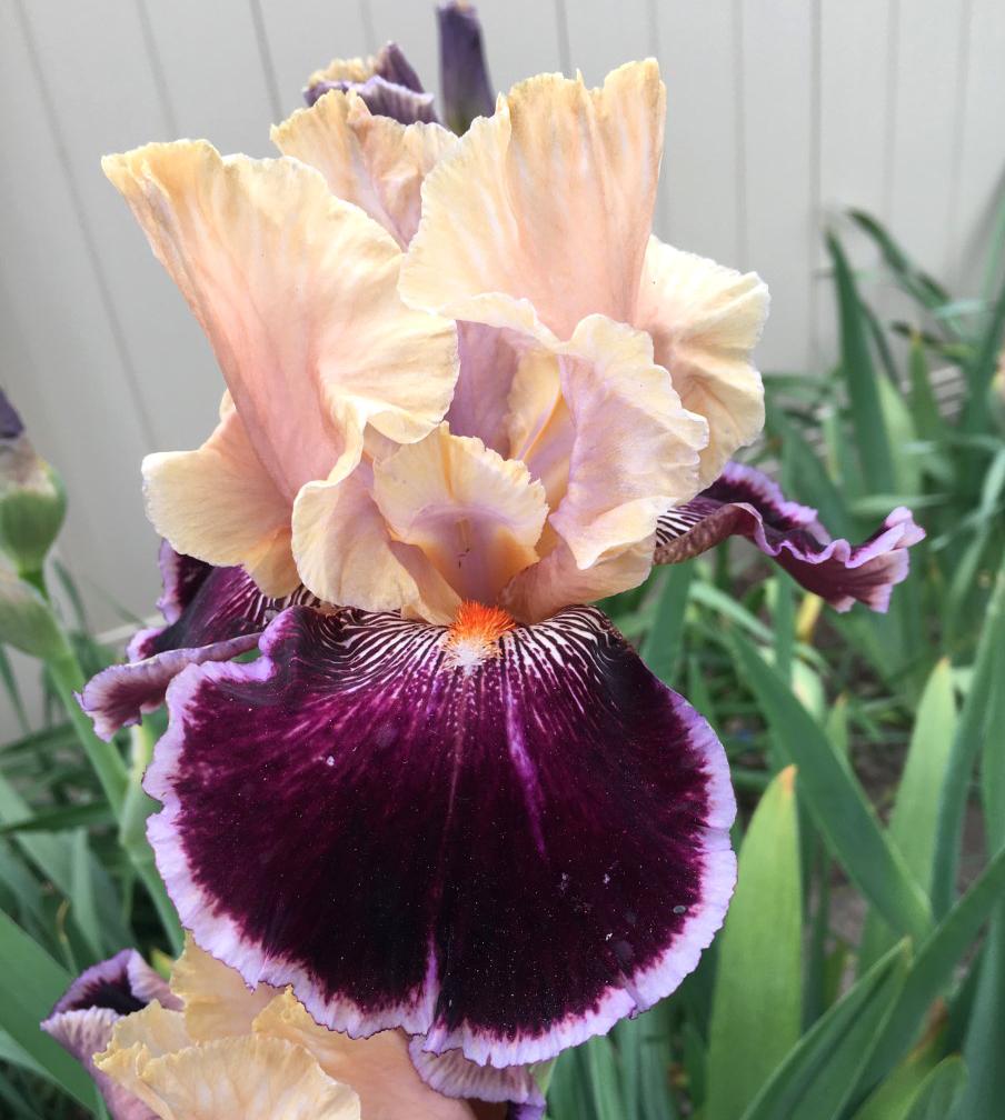Photo of Tall Bearded Iris (Iris 'Liaison') uploaded by MaryDurtschi