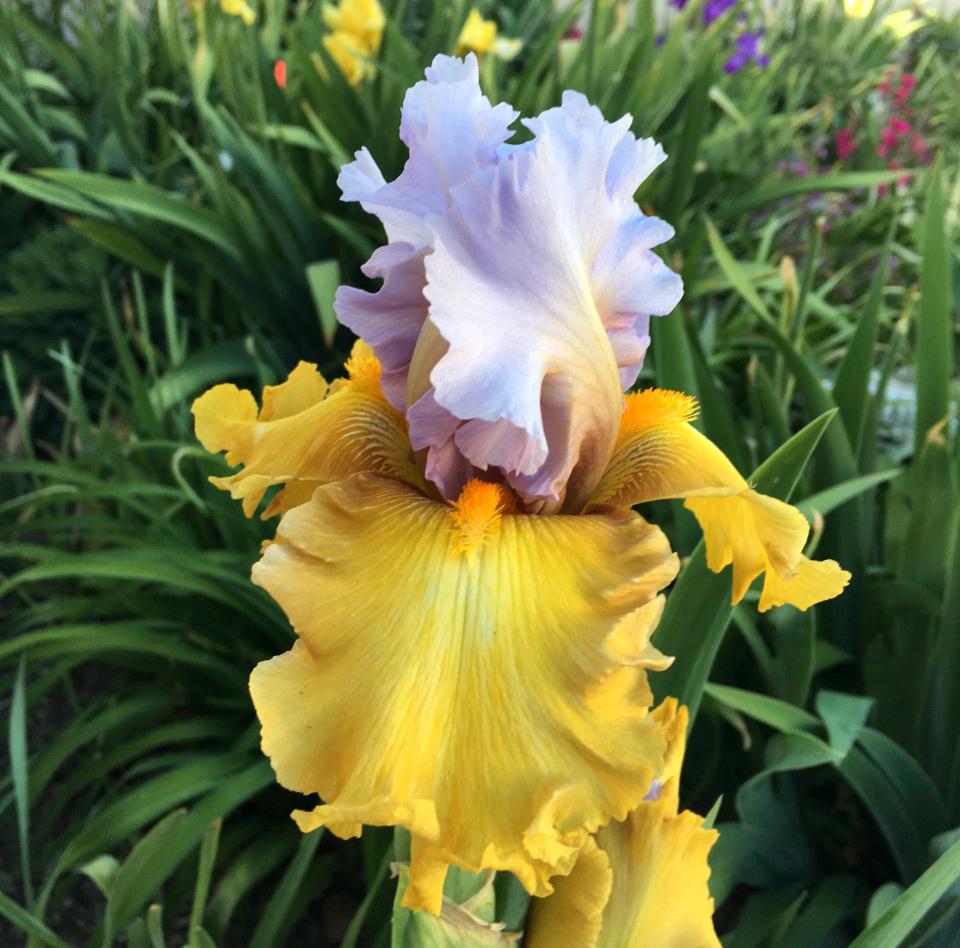 Photo of Tall Bearded Iris (Iris 'Stay Stylish') uploaded by MaryDurtschi