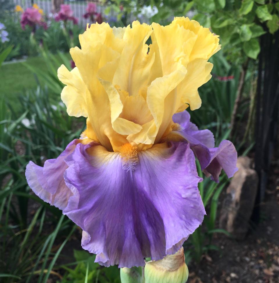 Photo of Tall Bearded Iris (Iris 'Swedish Lullaby') uploaded by MaryDurtschi