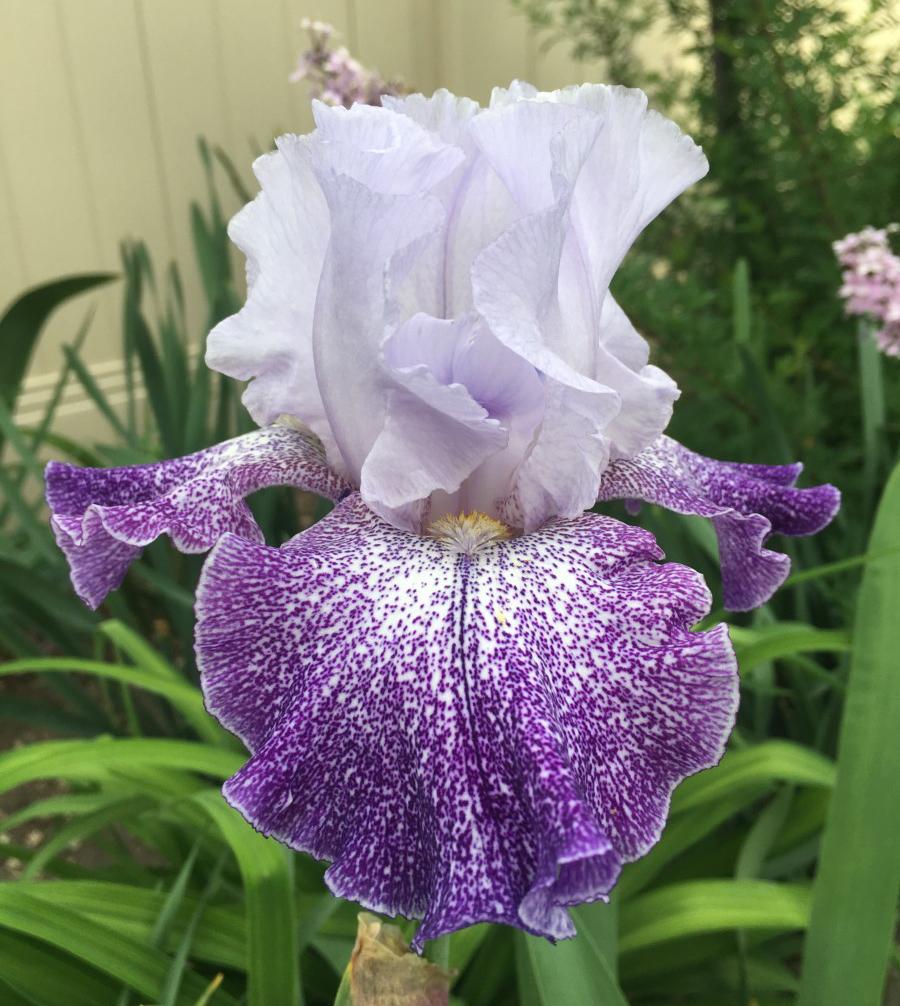 Photo of Tall Bearded Iris (Iris 'Splashacata') uploaded by MaryDurtschi