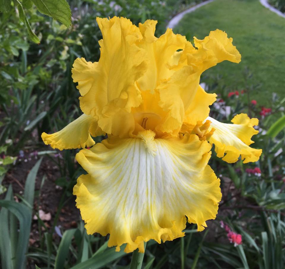 Photo of Tall Bearded Iris (Iris 'That's All Folks') uploaded by MaryDurtschi