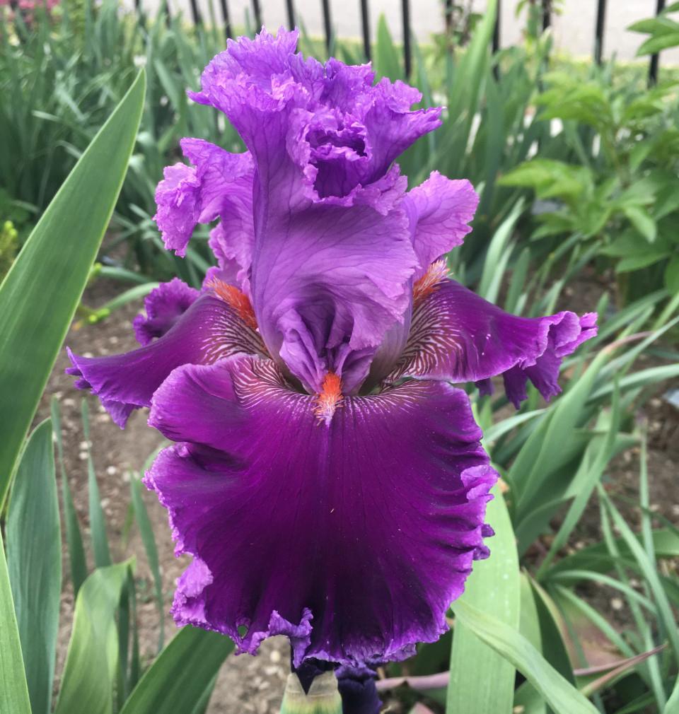 Photo of Tall Bearded Iris (Iris 'Louisa's Song') uploaded by MaryDurtschi