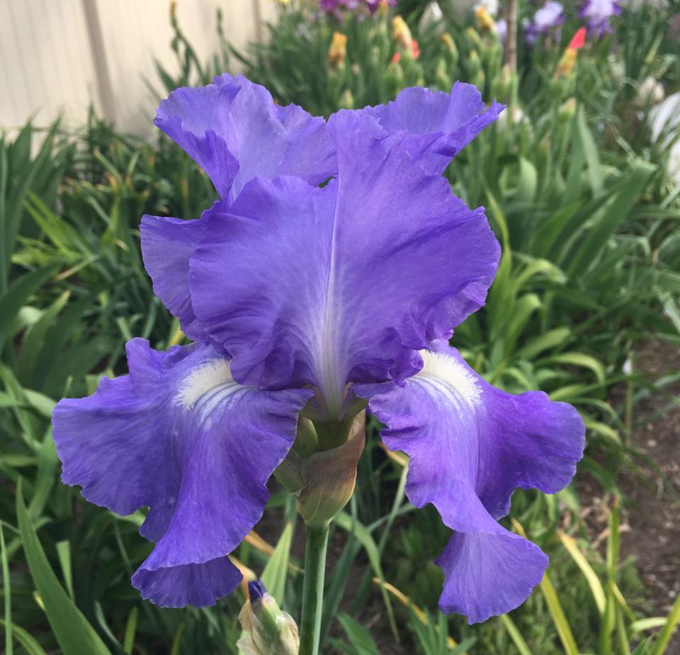 Photo of Tall Bearded Iris (Iris 'Victoria Falls') uploaded by MaryDurtschi
