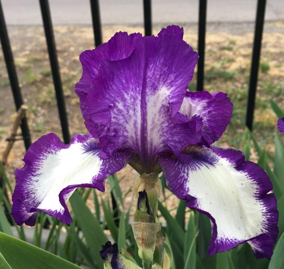 Photo of Tall Bearded Iris (Iris 'Stepping Out') uploaded by MaryDurtschi