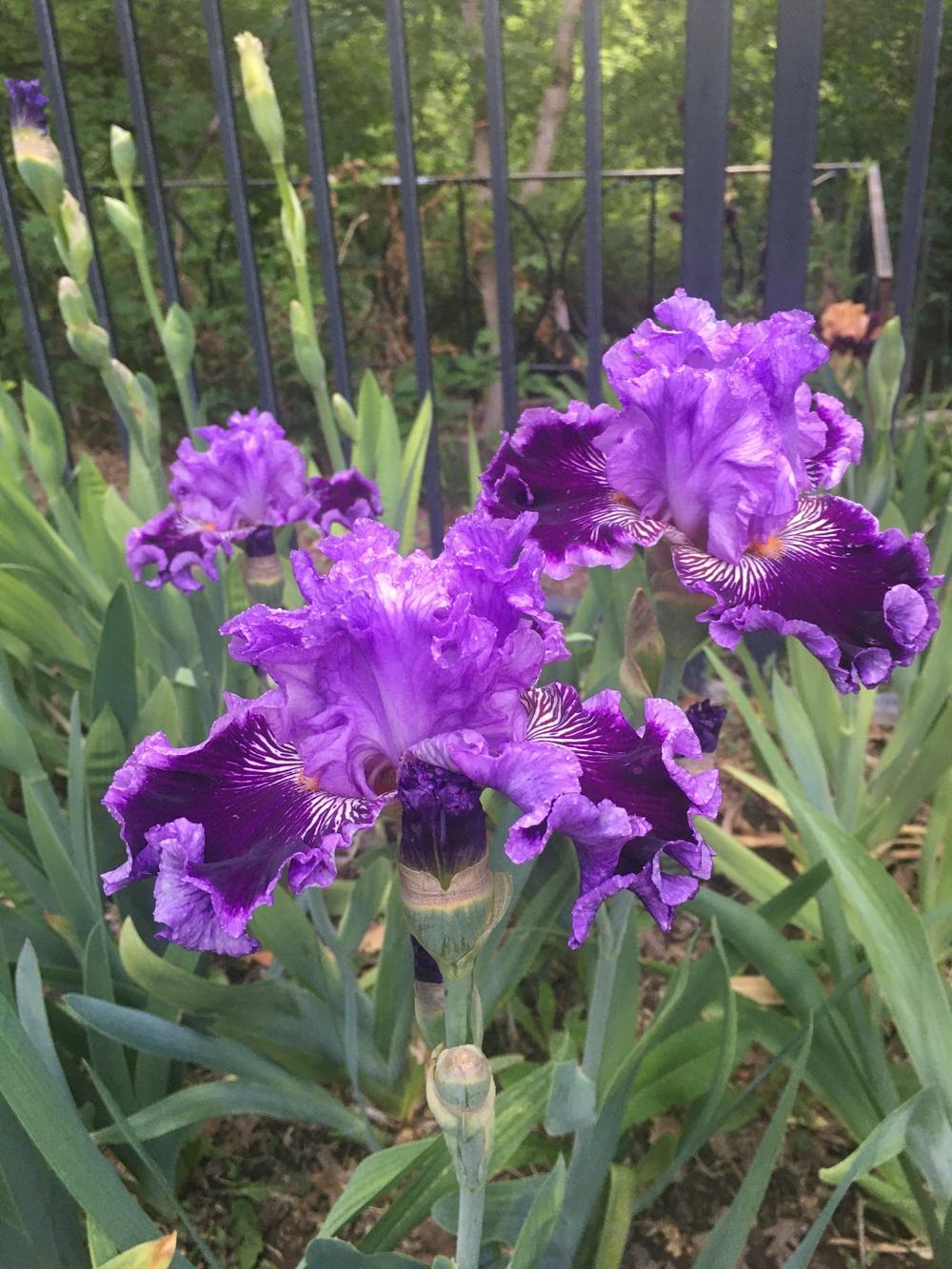 Photo of Tall Bearded Iris (Iris 'By Jeeves') uploaded by SpringGreenThumb