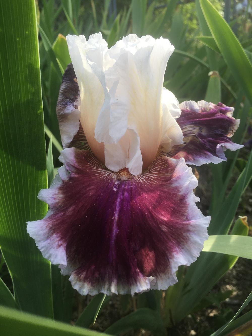 Photo of Tall Bearded Iris (Iris 'Strawberry Freeze') uploaded by SpringGreenThumb