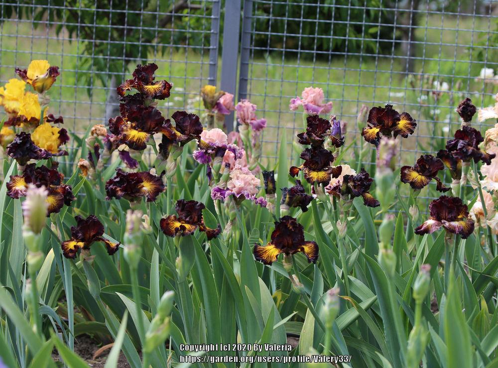 Photo of Tall Bearded Iris (Iris 'Tuscan Summer') uploaded by Valery33