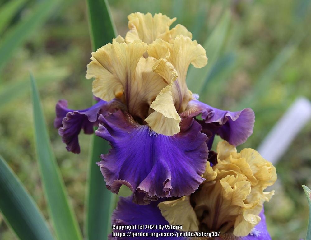 Photo of Tall Bearded Iris (Iris 'First Avenue') uploaded by Valery33