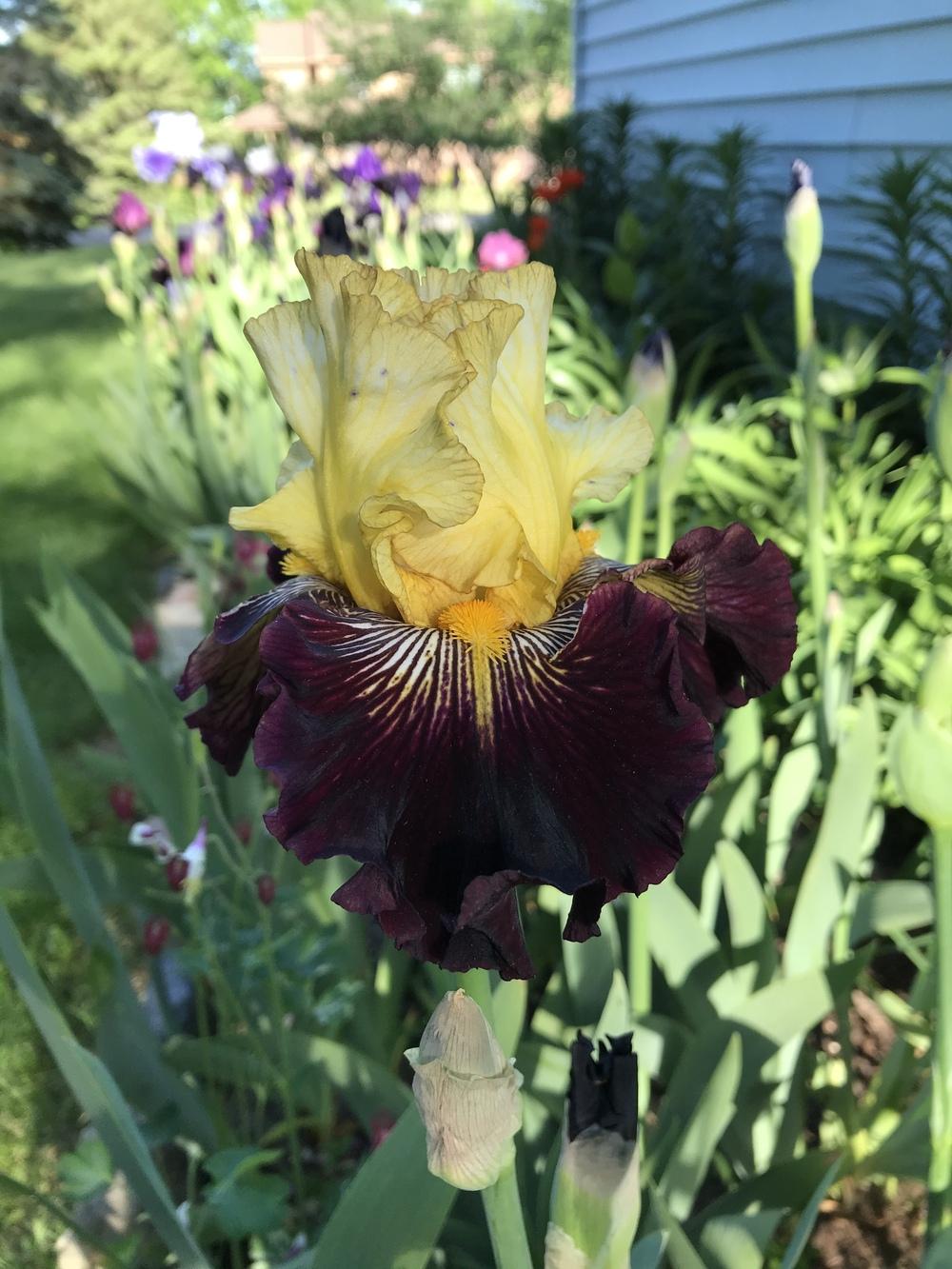 Photo of Tall Bearded Iris (Iris 'Reckless Abandon') uploaded by bramedog