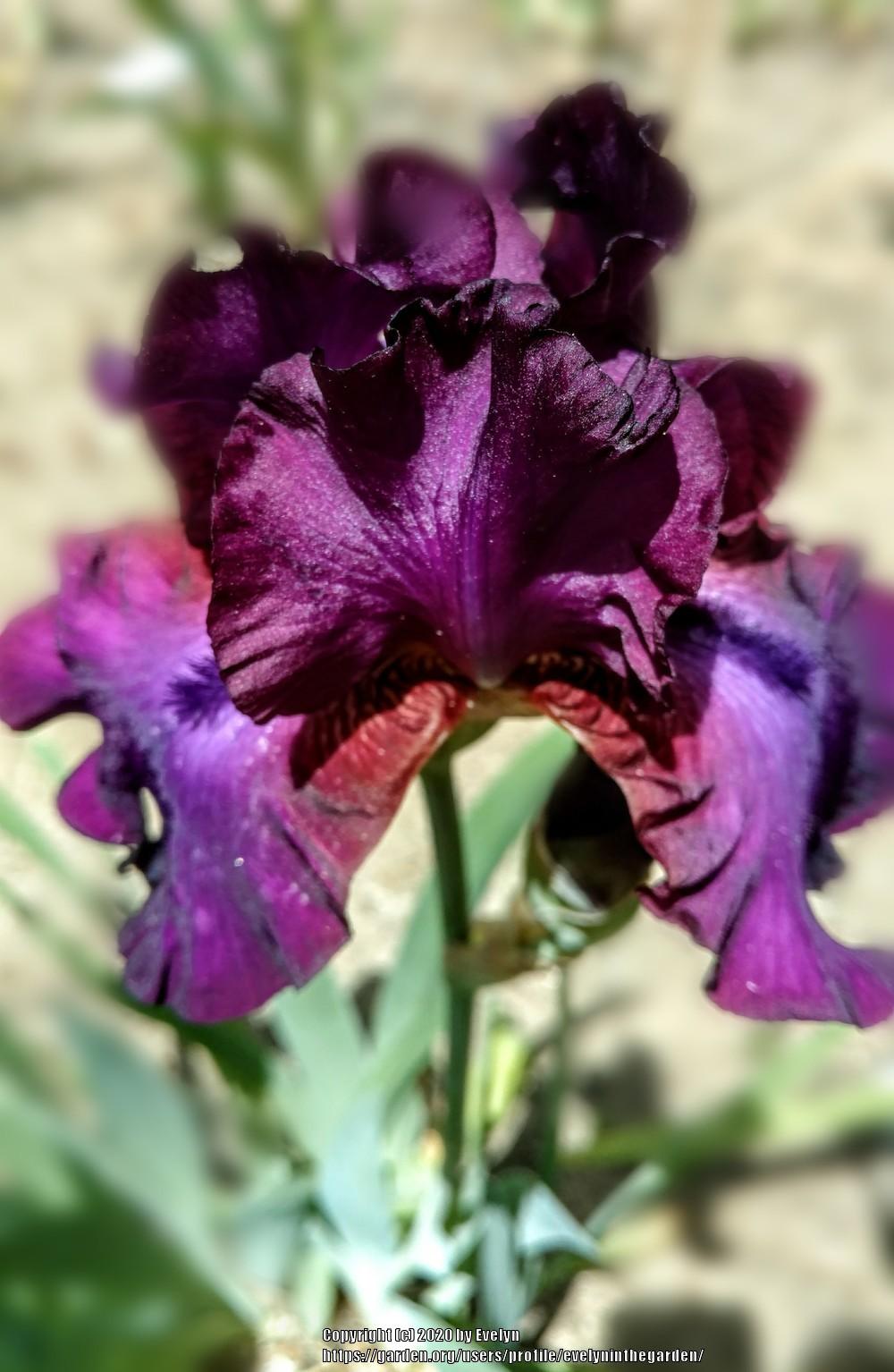 Photo of Tall Bearded Iris (Iris 'Gypsy Romance') uploaded by evelyninthegarden