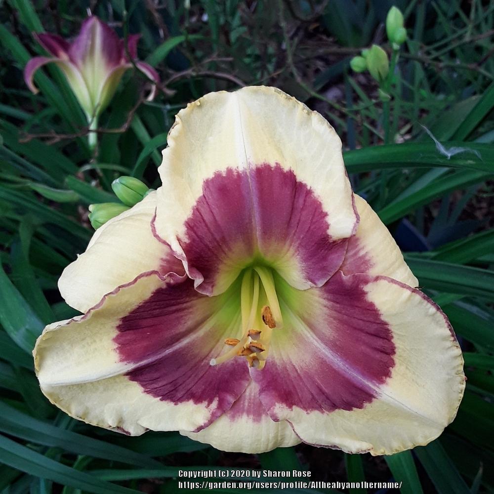 Photo of Daylily (Hemerocallis 'Chief Executive Officer') uploaded by Altheabyanothername