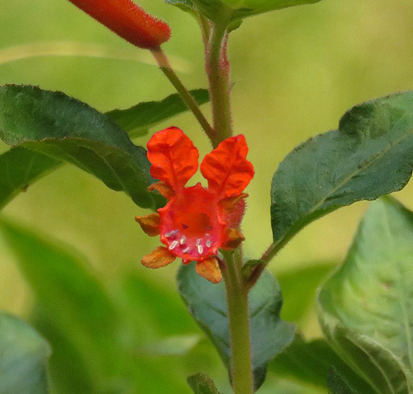Photo of Salvadoran Cigar Plant (Cuphea salvadorensis) uploaded by DebraZone9