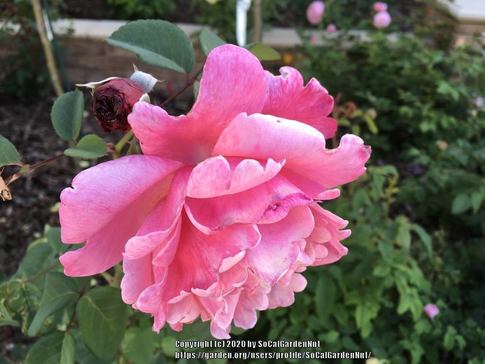 Photo of Rose (Rosa 'Line Renaud') uploaded by SoCalGardenNut