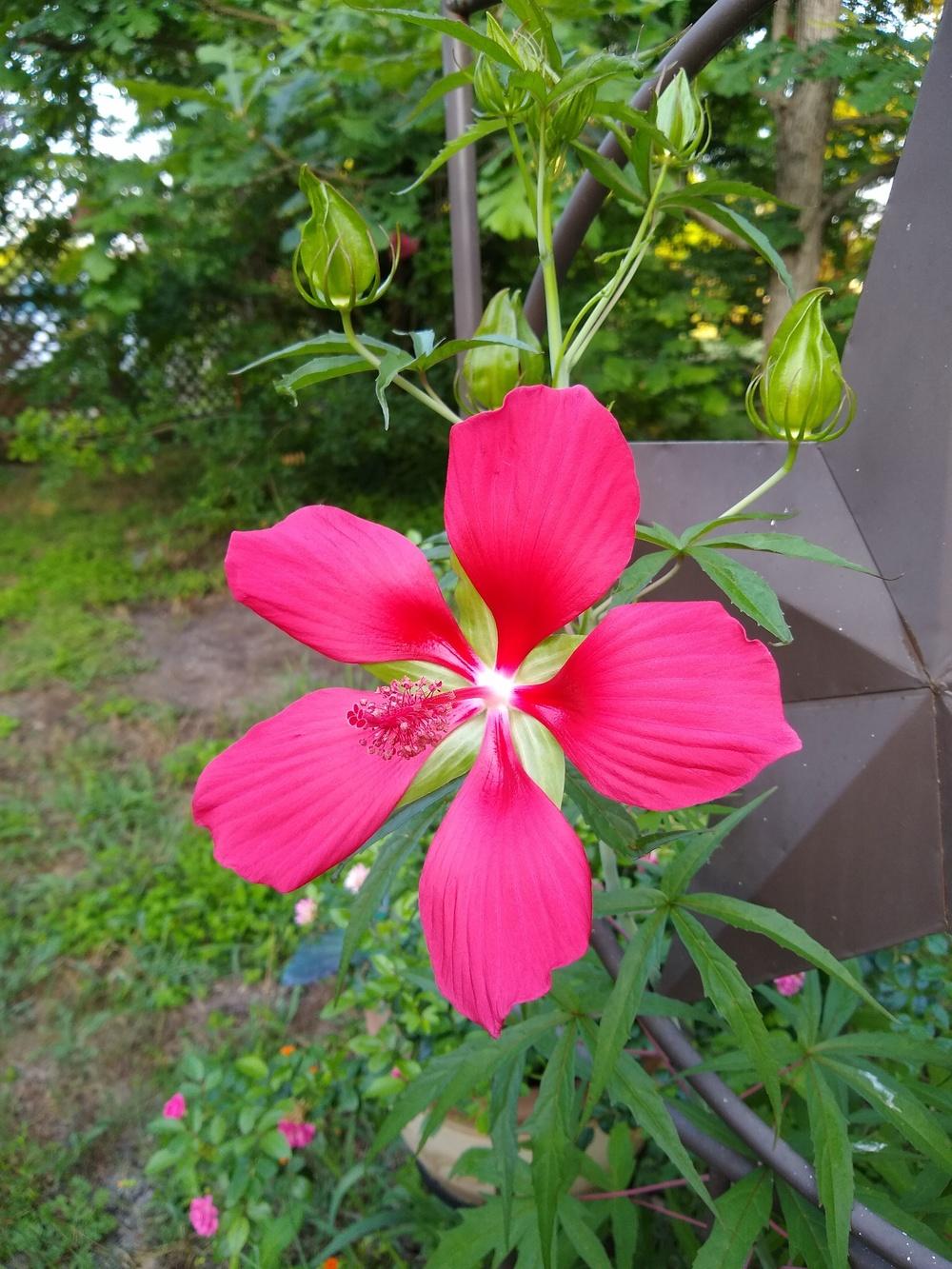 Photo of Texas Star (Hibiscus coccineus) uploaded by christinereid54