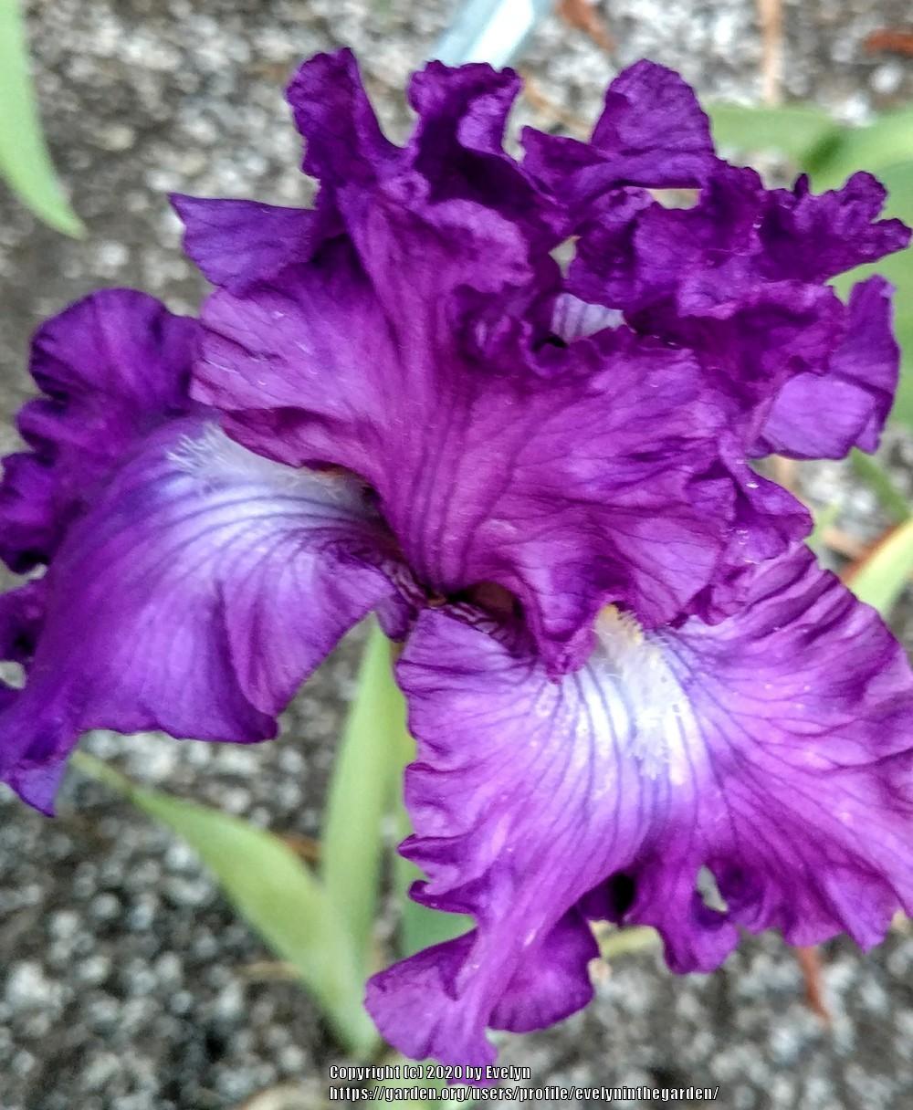 Photo of Tall Bearded Iris (Iris 'Aristocracy') uploaded by evelyninthegarden