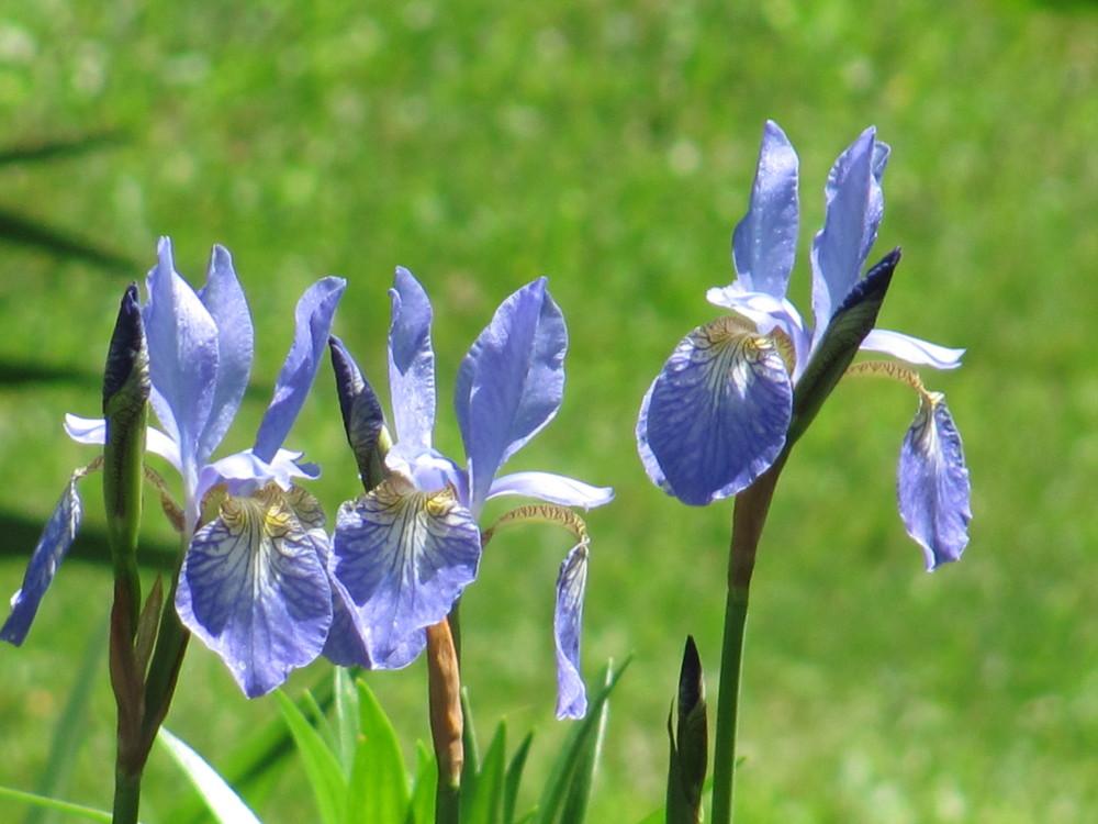 Photo of Irises (Iris) uploaded by roseman2000