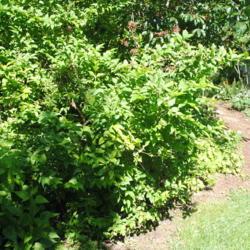 Location: West Chester, Pennsylvania
Date: 2020-06-09
shrub in summer