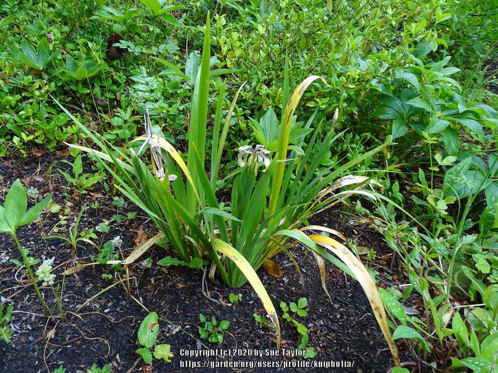 Photo of Species Iris (Iris foetidissima) uploaded by kniphofia