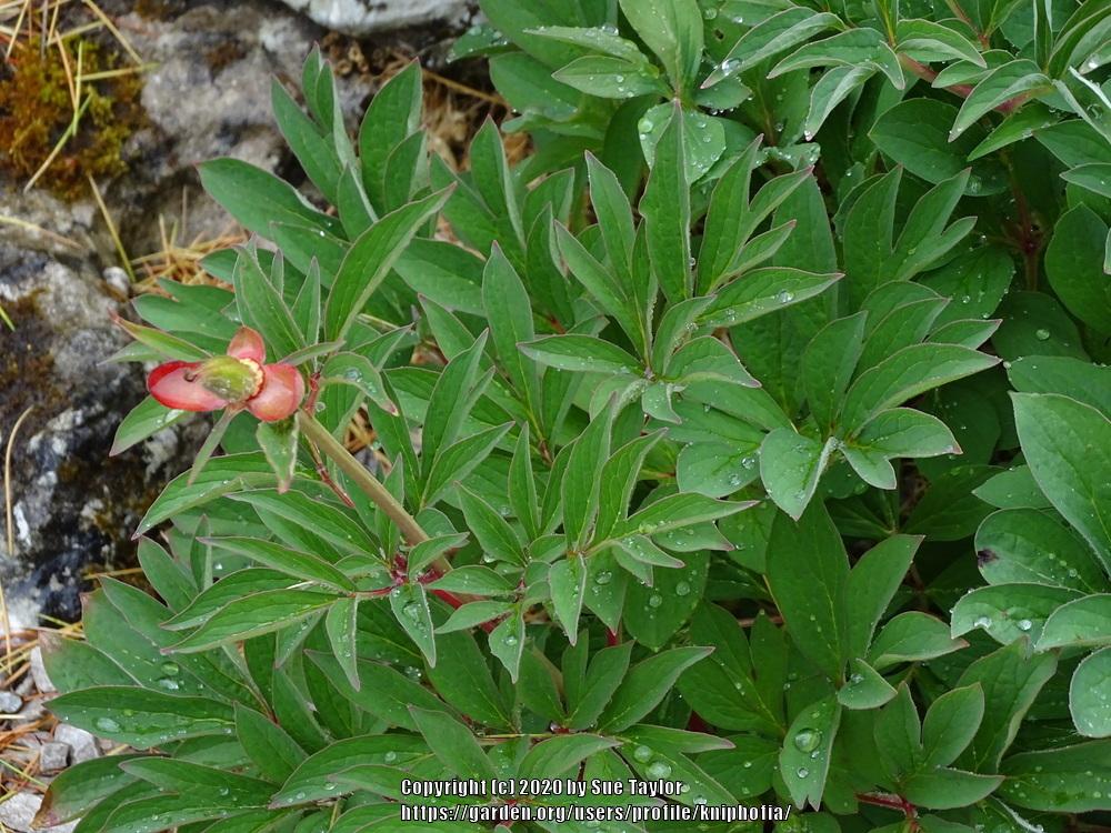 Photo of Peony (Paeonia peregrina) uploaded by kniphofia