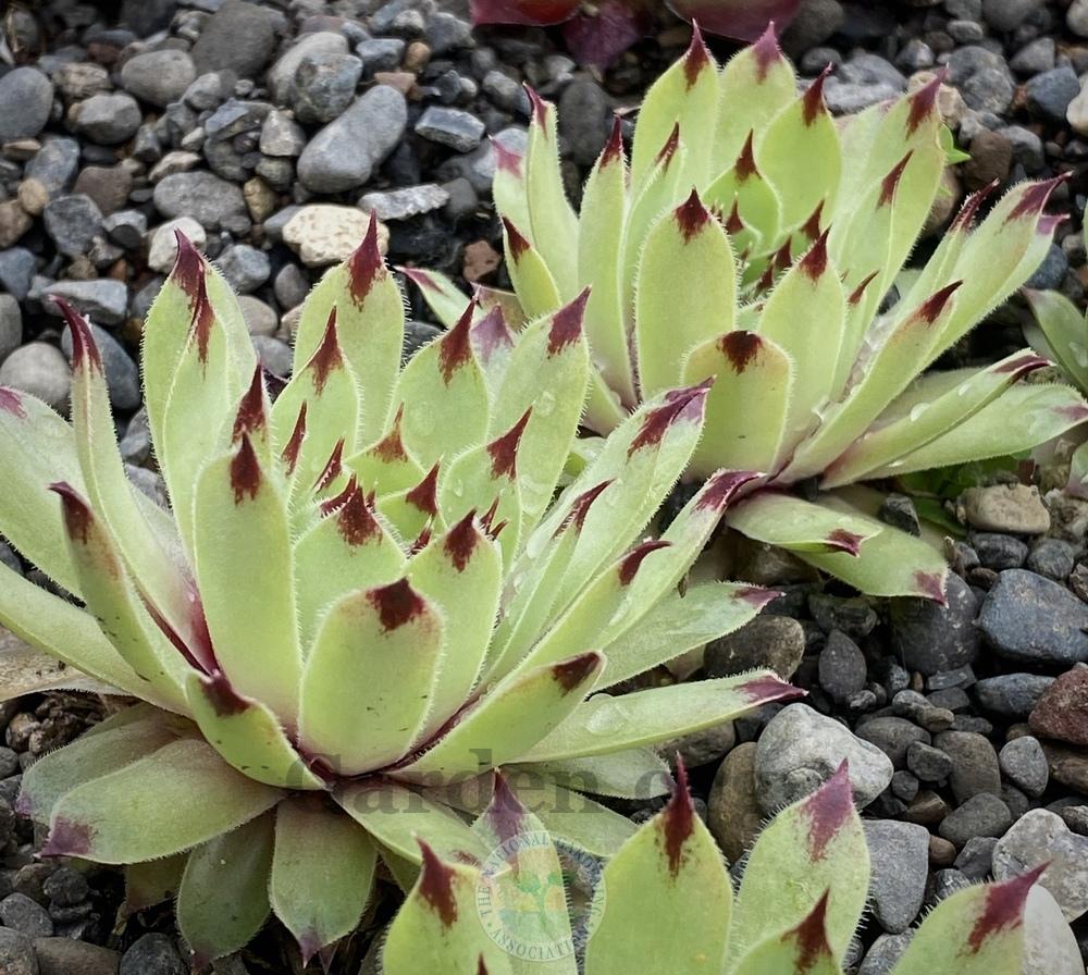 Photo of Hen and Chicks (Sempervivum calcareum 'Pink Pearl') uploaded by springcolor