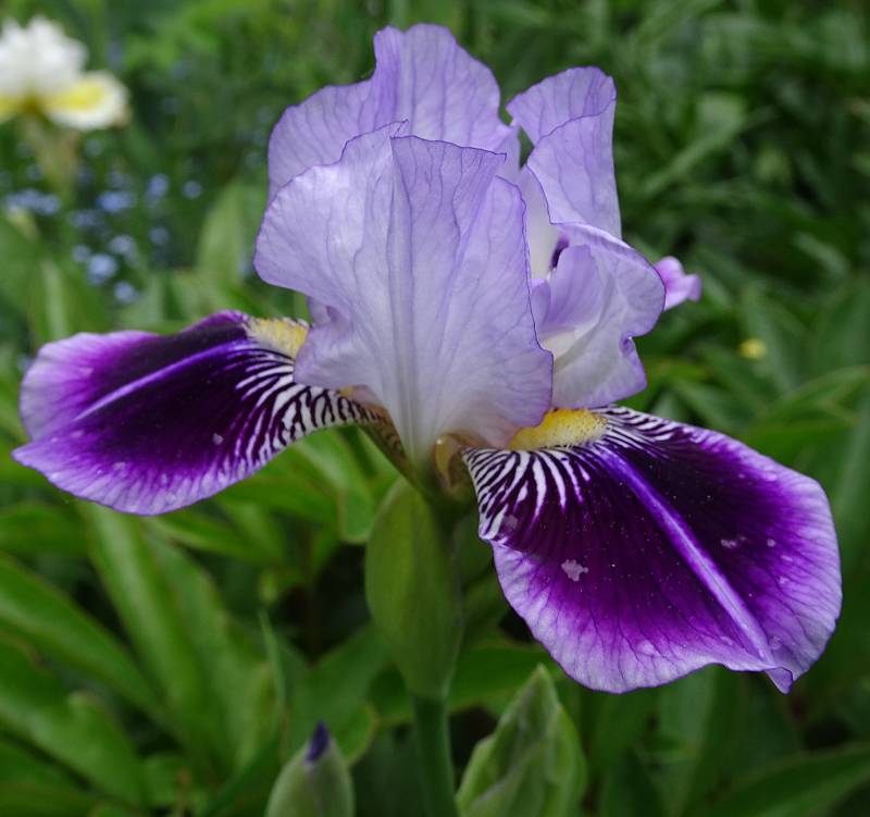 Photo of Miniature Tall Bearded Iris (Iris 'Dividing Line') uploaded by Orsola