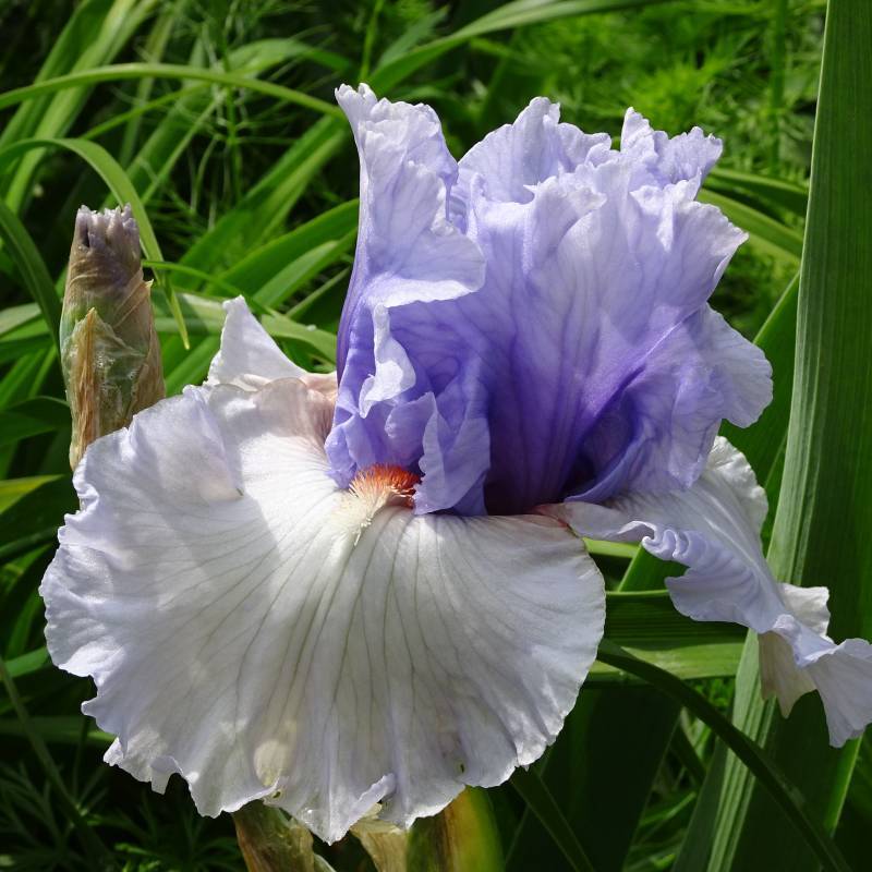 Photo of Tall Bearded Iris (Iris 'Fogbound') uploaded by Orsola