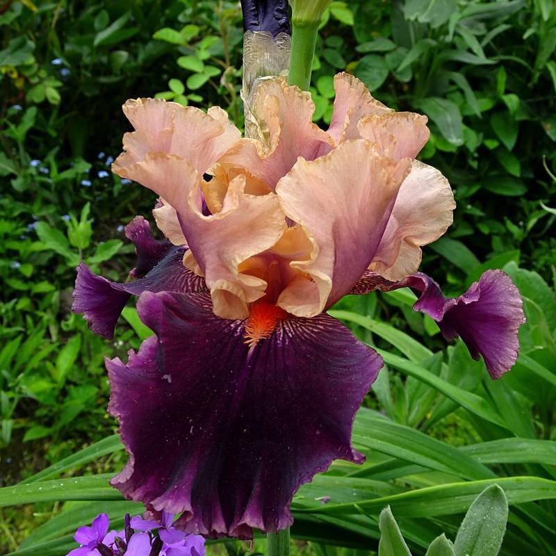 Photo of Tall Bearded Iris (Iris 'Prague') uploaded by Orsola