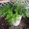 Potted up with asparagus fern in 2' deep 15" pot in full sun  hal