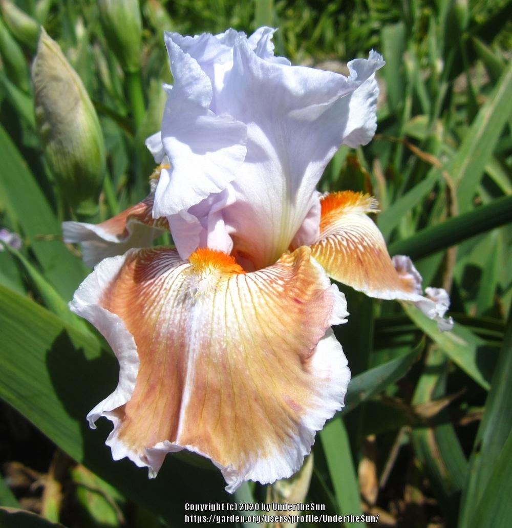Photo of Tall Bearded Iris (Iris 'Chocolate Soup') uploaded by UndertheSun