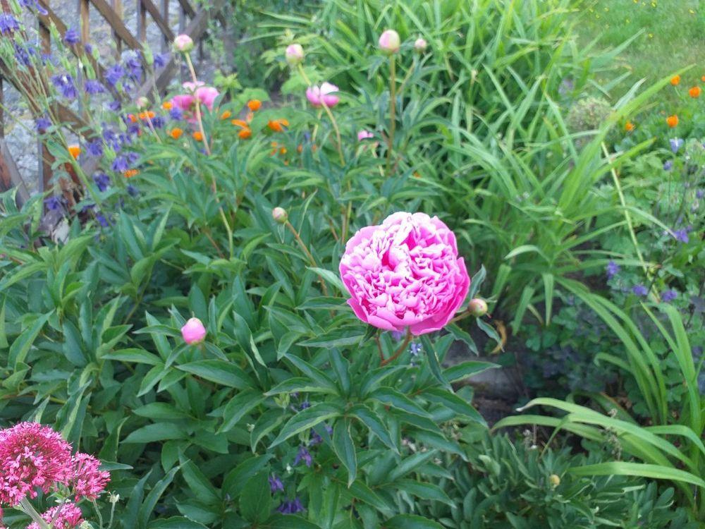 Photo of Peonies (Paeonia) uploaded by carlos123