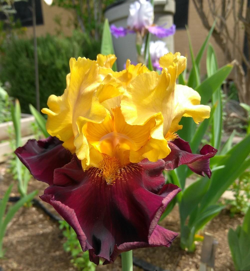 Photo of Tall Bearded Iris (Iris 'Kathy Chilton') uploaded by cocoajuno