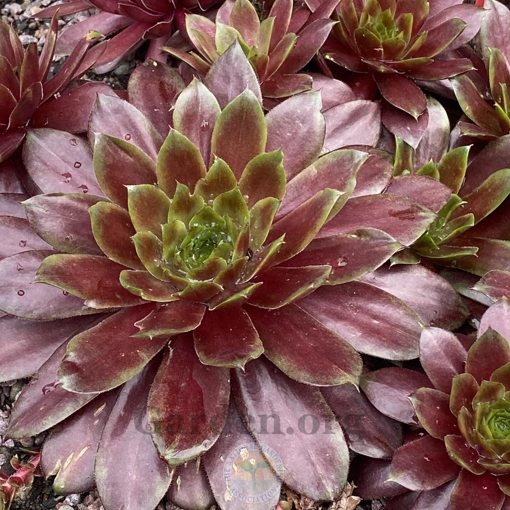 Photo of Hen and Chicks (Sempervivum 'Jeepers Creepers') uploaded by springcolor