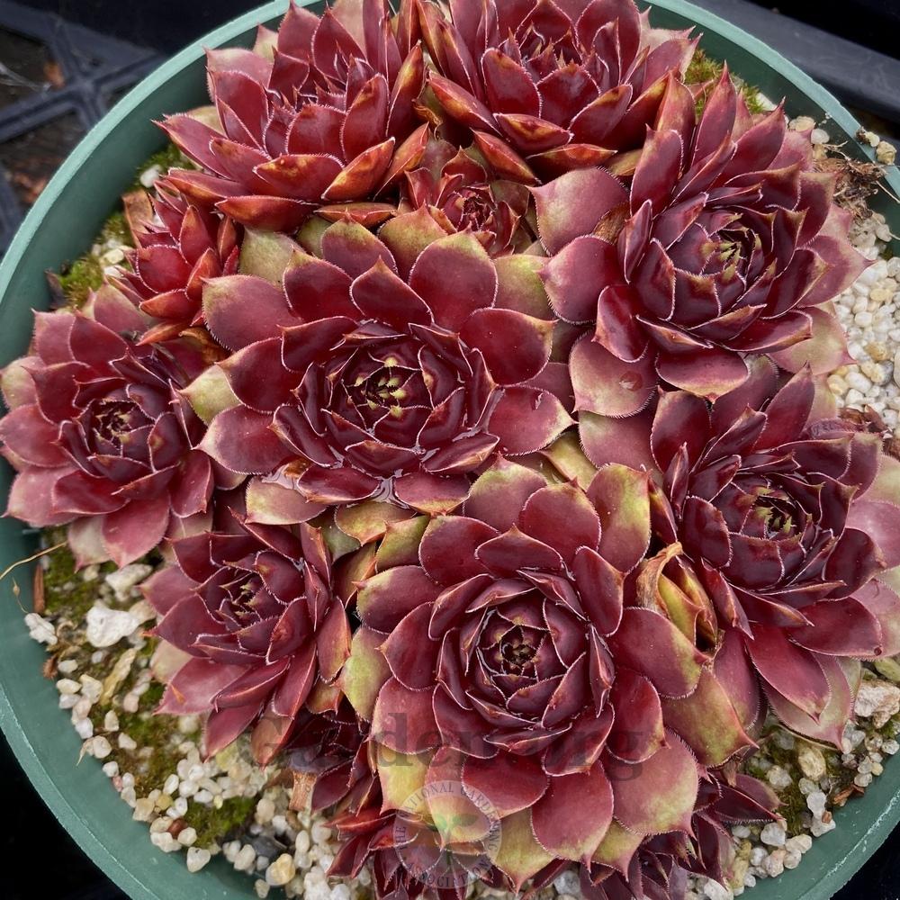 Photo of Hen and Chicks (Sempervivum 'Beatles Memory') uploaded by springcolor