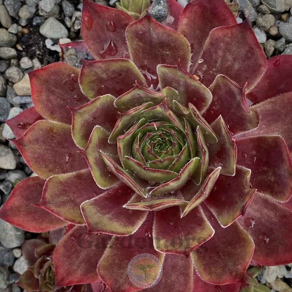 Photo of Hen and Chicks (Sempervivum 'Othello') uploaded by springcolor