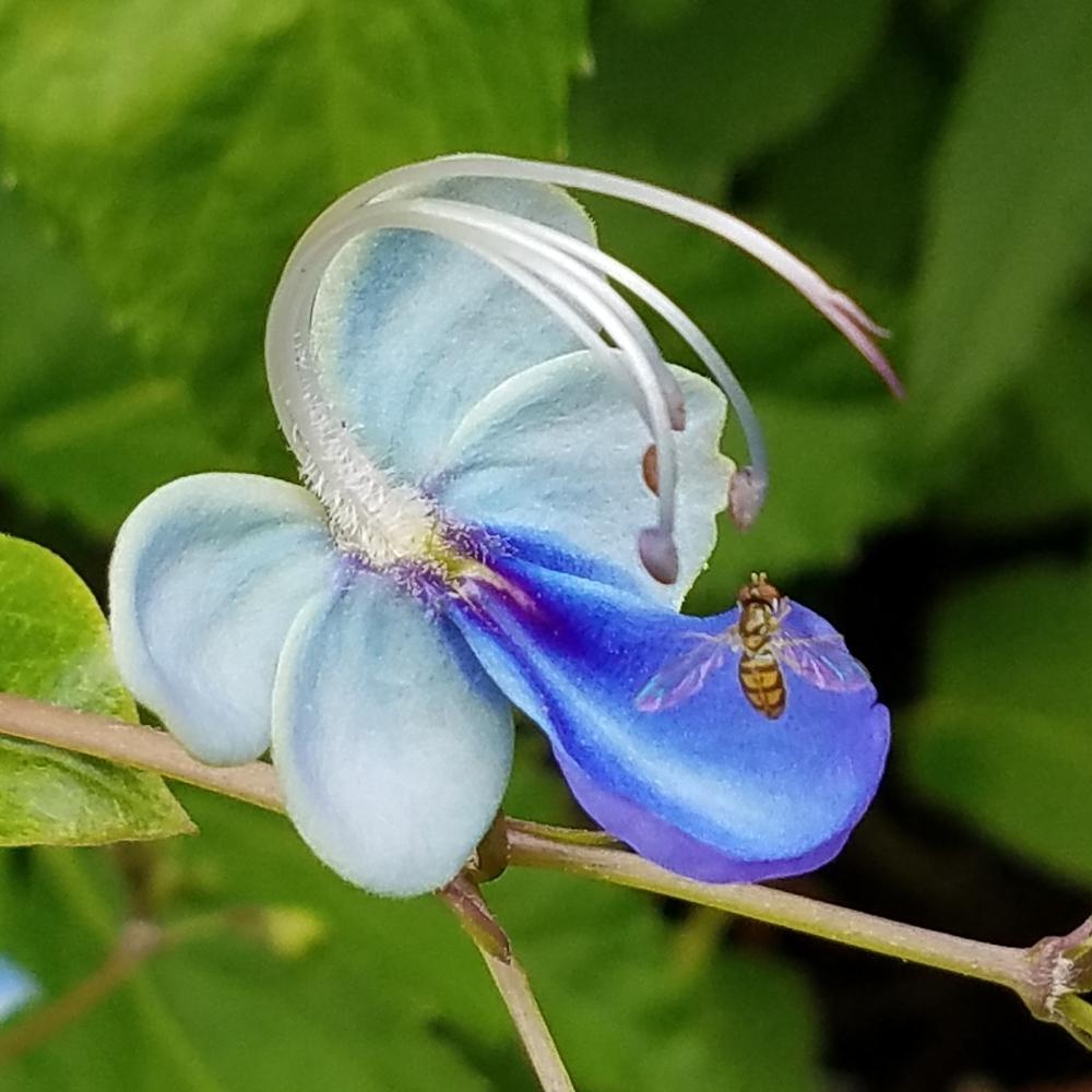 Photo of Blue Glorybower (Rotheca myricoides subsp. myricoides) uploaded by Gerris2