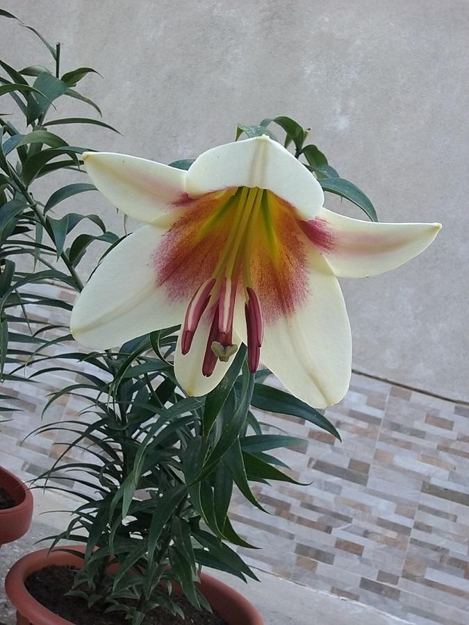 Photo of Lily (Lilium 'Passion Moon') uploaded by Lucius93