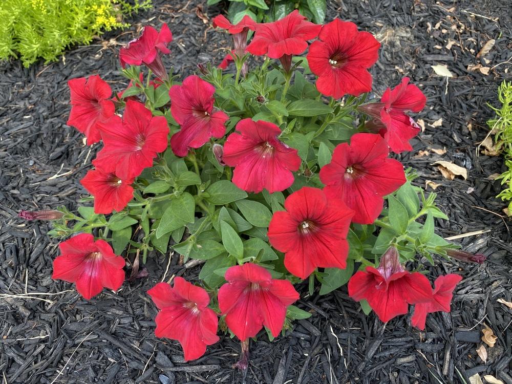 Photo of Multiflora Spreading/Trailing Petunia (Petunia Surfinia® Trailing Deep Red) uploaded by csandt
