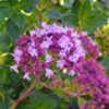 O. laevigatum "Hopley's Purple" First bloom of the season